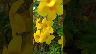 Allamanda cathartica  Family Apocyanaceae plantscience4u [upl. by Onder]