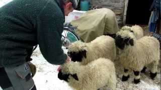 Zermatt Switzerland Sheep Farm 2 [upl. by Ymiaj]