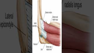 Anatomy Extensor Carpi Radialis Brevis ECRB shorts [upl. by Bloem]