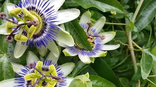 Passion Flowers and Fruits  Passiebloem vruchten en bloemen [upl. by Ahsat]