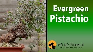 82 Green Pistacia Bonsai Pistacia lentiscus Mediterranean Bonsai Trees for Beginners [upl. by Ydnim62]