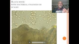 Fish disease case nr 31 Black moor goldfish with Columnaris bacterial infection [upl. by Ettezil]