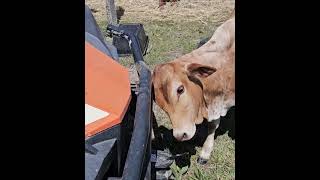 calves scratching funnyanimals farmanimals farmlife [upl. by Aurelea]