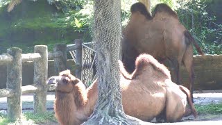 フタコブラクダ Bactrian camel：台北市立動物園（Taipiei Zoo） [upl. by Eduam]