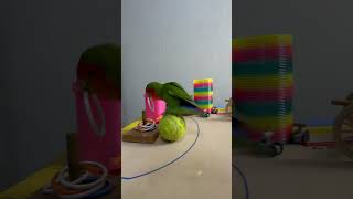 Bird Training  Smart lovebird Parrot  Smart Little Cute Parrot training smartparrot cute [upl. by Anaicul90]