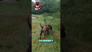 Presa Canario presacanario dog [upl. by Hunger766]