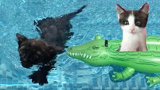 Mis gatitos bebés Luna y Estrella jugando con juguetes de piscina para niños  Funny cats [upl. by Myrilla192]