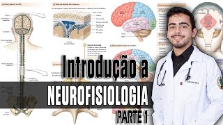 Fisiologia  Organização do SNC Sinapses e Neurotransmissores Capítulo 4645 PARTE 1 │ GUYTON [upl. by Ayahsey737]