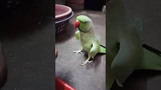 Bolne Wala Tota trend love cute talkingparrot mitthu birds viralvideo shotrs [upl. by Sitto]