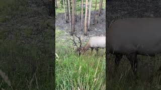 Rocky Mountain National Park Colorado rockymountainnationalpark [upl. by Eelrefinnej477]