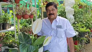 PEACE LILY INDOOR PLANT EvergreenNurseryVazhakkulam പീസ് ലില്ലി [upl. by Altaf]