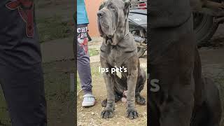 Neo Mastiff Puppies 9036941311 [upl. by Aikkin]