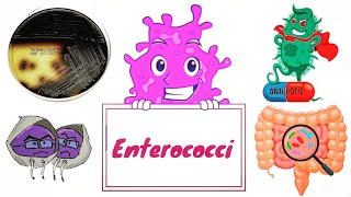 Enterococci  Enterococcus faecalis and E faecium English  Medical Microbiology [upl. by Ayiram]