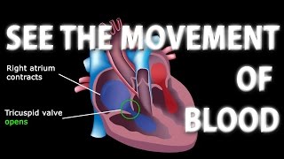 The Pathway of Blood Flow Through the Heart Animation [upl. by Syverson]