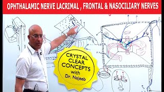 Ophthalmic Nerve  Lacrimal Frontal and Nasociliary Nerves [upl. by Aicened]