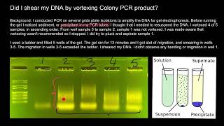 How to avoid shearing of DNA and Smearing of bands [upl. by Areyk]