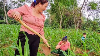 Because of two corn plantsthe motherinlaw beat her daughterinlaw and did not let her eat rice [upl. by Ciryl]