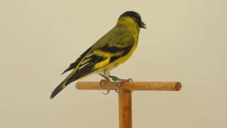 Lucherino testanera maschio  Carduelis magellanica [upl. by Murvyn]