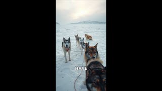 Save the Poor Sled Dogs How You Can Help [upl. by Giacomo537]