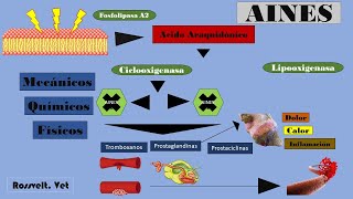 MECANISMO DE ACCIÓN DE LOS AINES y ANTIINFLAMATORIOS NO ESTEROIDEOS Farmacología veterinaria [upl. by Ennovart144]