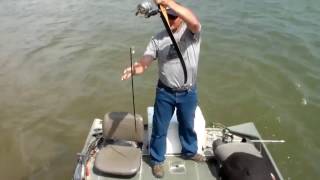 Top 5 Amazing Bowfishing Shots [upl. by Nasaj593]