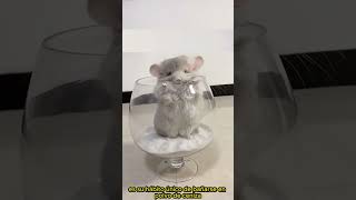 Chinchilla 🐭 un animal alternativo para tener como mascota [upl. by Fifine]