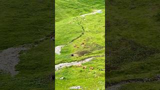 📍Brienz Rothorn Bahn Switzerland 🇨🇭 follow for more daily shorts 🇨🇭 [upl. by Lozano]