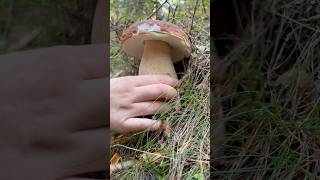 Super mushrooms from GrazAustria🍄‍🟫🌟✨ steinpilz bolete mushroom shrots [upl. by Cockburn645]