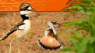 Baby Killdeer Running Around and A Mother Pretending to be Injured [upl. by Neumark]