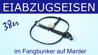 Marderfang mit dem 38er Eiabzugseisen  Erklärung und Fang eines Baummarders im Fangbunker Fangjagd [upl. by Ilesara45]