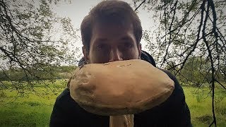 Wild Mushroom Foraging In Ireland [upl. by Simpkins]