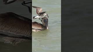 Crazy Seagull steals fish right from pelicans mouth bird birds wildlife [upl. by Ayila]