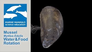 3D Mussel Mytilus Edulis Water and Food Rotation [upl. by Enilreug70]