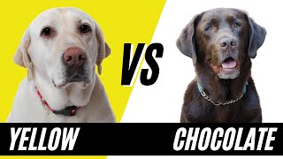 Chocolate Lab Vs Yellow Lab  Compare and Contrast the Labrador Retrievers [upl. by Madella]