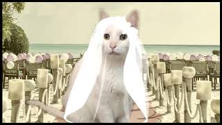 Best Wedding Song  By Cats [upl. by Tillio]