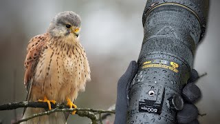 Wildlife Photography in Bushy Park  Nikon D850 500 PF [upl. by Gasser80]