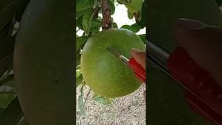 calabash cutting knife calabash miracle fruit calabash tree coconutcutting mango fruitcalabash [upl. by Paten457]