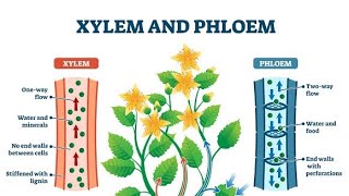 XYLEM AND PHLOEM TRANSPORTATION IN PLANTS🌱 EASY WAY BIOLOGY [upl. by Niak]