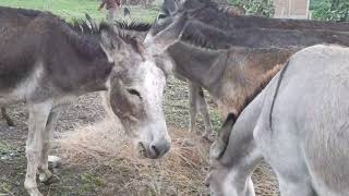 Alimentando a los burros y yeguas del rancho 22 [upl. by Eiralih]