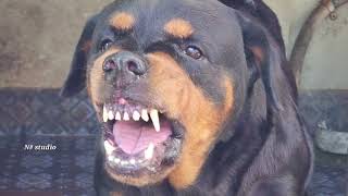 Rottweiler Dog Barking Videos [upl. by Phineas]