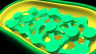 Cell Organelles  Structure and function of chloroplast  3D model animation [upl. by Tekla20]