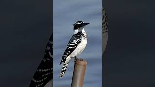 Pied Kingfisher birds birdsounds birdspecies [upl. by Zephan]