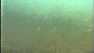 Seahorse Bay  Studland Seagrass Meadows Survey August 2015 [upl. by Aden435]