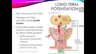 Introduction to Neuroscience LongTerm Potentiation and Memory [upl. by Kos819]