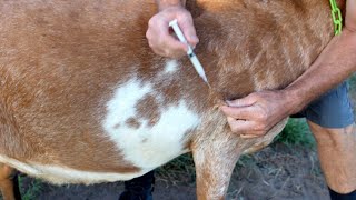 how to Injecting Goats Subcutaneous and Intramuscular [upl. by Bogoch]