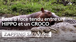 Face à face tendu entre un hippo et un croco  ZAPPING SAUVAGE [upl. by Nemsaj]