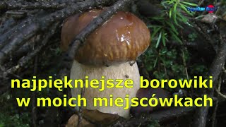 najpiękniejsze borowiki w moich miejscówkach [upl. by Anuaf]