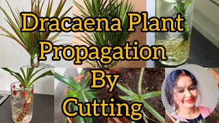 September Me Dracaena Plant Propagation By Cutting The Stemplants versatileshona gardening [upl. by Paget]