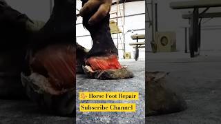 Horse 🐎 Foot Repair Break Nailcuteanimal animals horse shorts shortsfeed shortvideo [upl. by Jaynes]