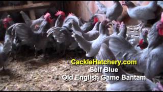 Self Blue Old English Game Bantam Chickens Breeder Flock  Cackle Hatchery [upl. by Yennek710]